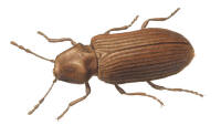 Nr.507 Granbarkgnagare (Microbegma ematginata) Nr.507 Granbarkgnagare (Microbegma ematginata)