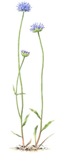 Nr.509 Blåmunkar (Jasione montana) Nr.509 Blåmunkar (Jasione montana)