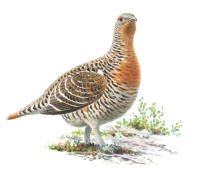Nr.512 T jäderhöna (Tetrao urogallus) Nr.512 T jäderhöna (Tetrao urogallus)