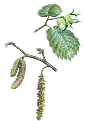 Nr.523 Hassel (Corylus avellana) Nr.523 Hassel (Corylus avellana)