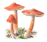 Nr.526 Trådvaxskivling (Hygrocybe intermedia) Nr.526 Trådvaxskivling (Hygrocybe intermedia)