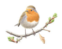 Nr.530 Rödhake (Erithacus rubecula) Nr.530 Rödhake (Erithacus rubecula)