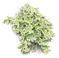 Nr.532 Lunglav (Lobaria pulmonaria) Nr.532 Lunglav (Lobaria pulmonaria)