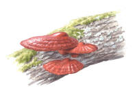 Nr.533 Lackticka (Ganoderma lucidum) Nr.533 Lackticka (Ganoderma lucidum)