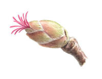 Nr.534 Hassel (Corylus avellana) Nr.534 Hassel (Corylus avellana)