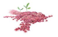 Nr.535 Purpurvitmossa (Sphagnum warnstorfii) Nr.535 Purpurvitmossa (Sphagnum warnstorfii)