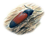 Nr.536 Halvsvart rödrock (Ampedus balteatus) Nr.536 Halvsvart rödrock (Ampedus balteatus)