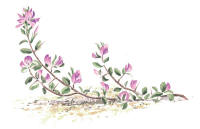 Nr.576 Puktörne (Ononis repens) Nr.576 Puktörne (Ononis repens)