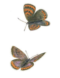 Nr.538 Violett guldvinge (Lycaena helle) Nr.538 Violett guldvinge (Lycaena helle)