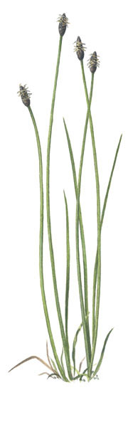 Nr.53 Agnsäv (Elenocharis uniglumis) Nr.53 Agnsäv (Elenocharis uniglumis)