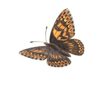 Nr.541 Gullvivefjäril (Hamearis lucina) Nr.541 Gullvivefjäril (Hamearis lucina)