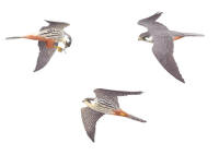 Nr.546 Lärkfalk (Falco subbuteo) Nr.546 Lärkfalk (Falco subbuteo)