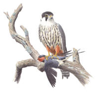 Nr.548 Lärkfalk (Falco subbuteo) Nr.548 Lärkfalk (Falco subbuteo)