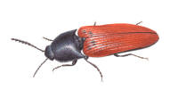 Nr.559 Bokskogsrödrock (Ampedus rufipennis) Nr.559 Bokskogsrödrock (Ampedus rufipennis)