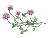 Nr.55 Smultronklöver (Trifolium fragiferum) Nr.55 Smultronklöver (Trifolium fragiferum)