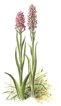 Nr.567 Ängsnycklar (Dactylorhiza incarnata) Nr.567 Ängsnycklar (Dactylorhiza incarnata)