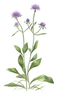 Nr.568 Ängsvädd (Succisa pratensis) Nr.568 Ängsvädd (Succisa pratensis)