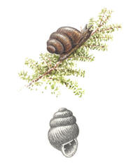 Nr.570 Kalkkärrsgrynsnäcka (Vertigo geyeri) Nr.570 Kalkkärrsgrynsnäcka (Vertigo geyeri)