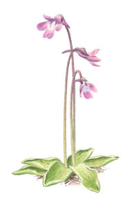 Nr.571 Tätört (Pinguicula vulgaris) Nr.571 Tätört (Pinguicula vulgaris)