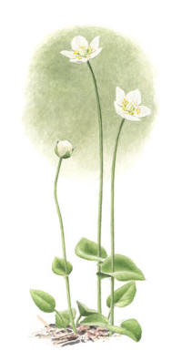 Nr.573 Slåtterblomma (Parnassia palustris) Nr.573 Slåtterblomma (Parnassia palustris)