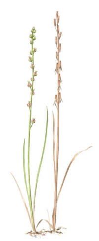 Nr.574 Kärrsälting (Triglochin palustre) Nr.574 Kärrsälting (Triglochin palustre)