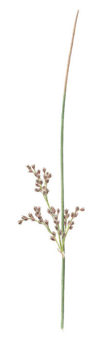 Nr.575 Blåtåg (Juncus inflexus) Nr.575 Blåtåg (Juncus inflexus)