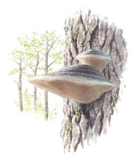 Nr.579 Stor aspticka (Phellinus populicola) Nr.579 Stor aspticka (Phellinus populicola)