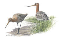 Nr.57 Rödspov (Limosa limosa) Nr.57 Rödspov (Limosa limosa)