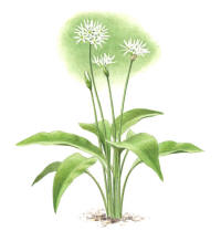 Nr.581 Ramslök (Allium ursinum) Nr.581 Ramslök (Allium ursinum)