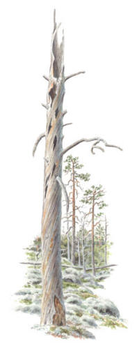 Nr.586 Nr.586