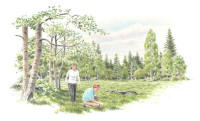 Nr.588 Långhällsskogen Nr.588 Långhällsskogen