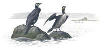 Nr.58 Storskarv (Phalacrocorax carbo) Nr.58 Storskarv (Phalacrocorax carbo)