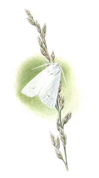Nr.599 Vitt stråfly (Chortodes morrisii) Nr.599 Vitt stråfly (Chortodes morrisii)