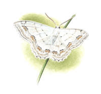 Nr.604 Prydlig lövmätare (Scopula ornata) Nr.604 Prydlig lövmätare (Scopula ornata)