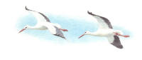 Nr.607 Vit stork (Ciconia ciconia) Nr.607 Vit stork (Ciconia ciconia)