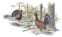 Nr.609 Tjäder (Tetrao urogallus) Nr.609 Tjäder (Tetrao urogallus)