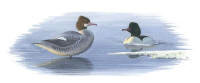 Nr.60 Storskrake (Mergus merganser) Nr.60 Storskrake (Mergus merganser)
