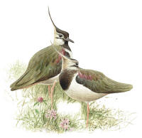 Nr.615 Tofsvipa (Vanellus vanellus) Nr.615 Tofsvipa (Vanellus vanellus)