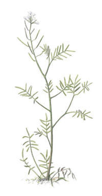 Nr.62 Strandbräsma (Cardamine parviflora) Nr.62 Strandbräsma (Cardamine parviflora)