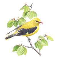 Nr.631 Sommargylling (Oriolus oriolus) Nr.631 Sommargylling (Oriolus oriolus)