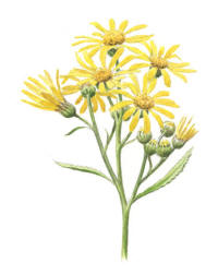Nr.632 Gullstånds (Senecio paludosus) Nr.632 Gullstånds (Senecio paludosus)
