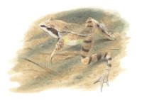 Nr.633 Långbensgroda (Rana dalmatina) Nr.633 Långbensgroda (Rana dalmatina)