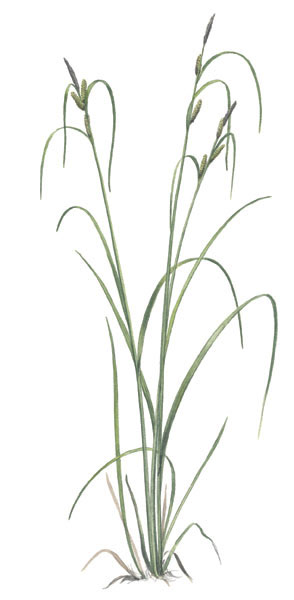 Nr.63 Vasstarr (Carex acuta) Nr.63 Vasstarr (Carex acuta)