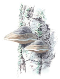 Nr.645 Fnöskticka (Fomes fomentarius) Nr.645 Fnöskticka (Fomes fomentarius)