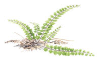 Nr.646 Svartbräken (Asplenium trichomanes) Nr.646 Svartbräken (Asplenium trichomanes)