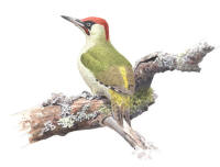 Nr.647 Gröngöling (Picus viridis) Nr.647 Gröngöling (Picus viridis)