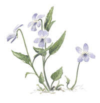 Nr.64 Strandviol (Viola persicifolia) Nr.64 Strandviol (Viola persicifolia)