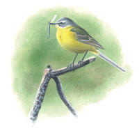 Nr.65 Gulärla (Motacilla flava) Nr.65 Gulärla (Motacilla flava)