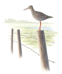 Nr.66 Rödbena (Tringa totanus) Nr.66 Rödbena (Tringa totanus)