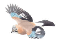 Nr.677 Nötskrika (Garrulus glandarius) Nr.677 Nötskrika (Garrulus glandarius)